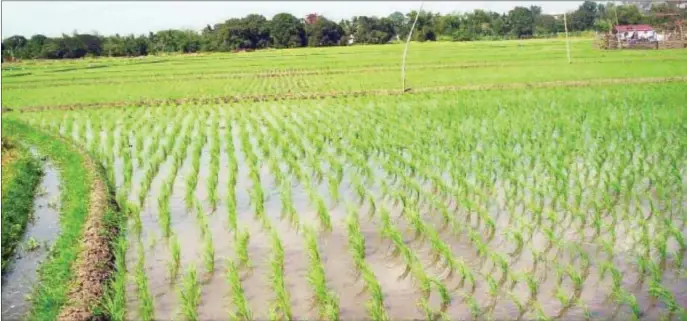  ??  ?? Kebbi has been at the forefront of Nigeria's rice revolution