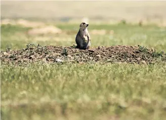  ?? Zack Metcalfe ?? Shown above is a prairie dog in Grasslands National Park, Sask.