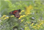  ?? ?? A monarch butterfly inhabits a butterfly field along the trail.