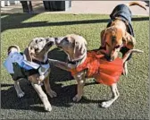  ?? JOSE M. OSORIO/ CHICAGO TRIBUNE ?? Marine, from left, Maui and Dorothy play on the rooftop play area at PAWS Chicago on Friday.