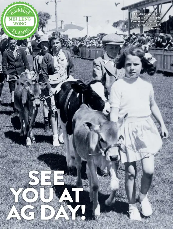  ??  ?? Children walking with their calves during the Egmont Agricultur­al and Pastoral (A&amp;P) Show at Hawera.