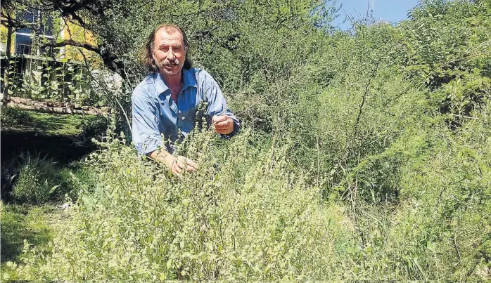  ?? (LA VOZ) ?? Aroma serrano. Daniel Canessa, en su refugio de peperina. Lamenta ser el único que cultiva esta especie. Lo hace siguiendo el comportami­ento natural de la planta en las Sierras.