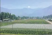  ?? WASEEM ANDRABI / HT PHOTO ?? The high density apple orchard in Phyang village, around 19 kilometres from Leh.