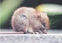  ?? Picture: RICHARD GOSLING ?? A lonely mouse in Surfers Paradise.