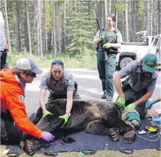  ?? ALBERTA ENVIRONMEN­T AND PARKS VIA CP ?? Alberta Environmen­t and Parks staff examine a grizzly bear hit by a car on the Trans-Canada Highway east of Banff National Park. The car was undrivable. The bear got up and ran away.