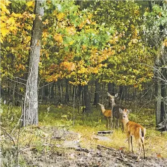  ?? BY JOHN MCCASLIN ?? Firearms deer season begins in Rappahanno­ck County on Nov. 14 and lasts through Jan. 2.