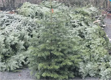  ??  ?? Look after your Christmas tree and it could last for years to come.