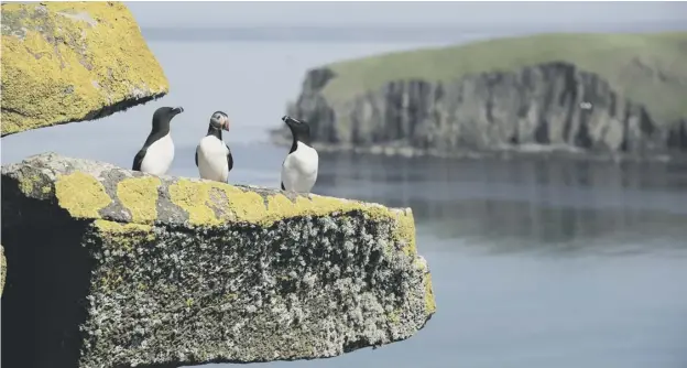  ??  ?? 0 The Shiant Isles’ status as a key seabird nesting site has been secured after an invasive colony of rats – though to have come from a wrecked ship – were eradicated