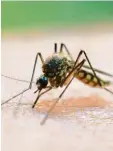  ?? Foto: Pleul, dpa ?? Am Ammersee gibt es dieses Jahr besonders viele Stechmücke­n.