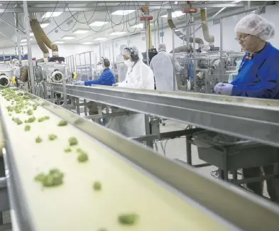  ?? DAX MELMER / POSTMEDIA NEWS ?? Trays of trimmed cannabis buds pass by at Aphria’s production facility in Leamington, Ont. “I’ve said all along that if you want X kilos from Aphria, I cannot make that promise until the spring of 2019,” said Aphria CEO Vic Neufeld.