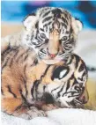  ??  ?? Dreamworld’s new tiger cubs.