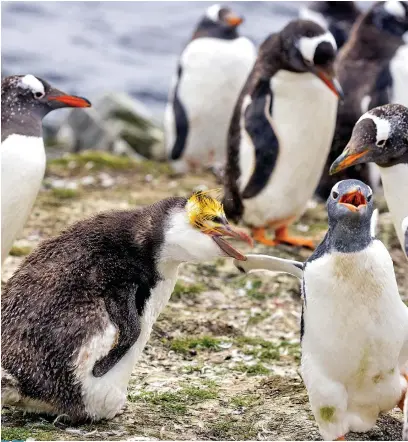  ?? Picture: DAVID HIGGINS/SOLENT NEWS ??