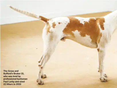  ??  ?? The Grove and Rufford’s Broker 15, who was bred by profession­al huntsman Paul Larby and sired 22 litters in 2019