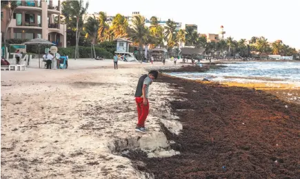  ?? WASHINGTON POST PHOTO ?? A child covers his nose because of the rotten-egg odour of the seaweed along the shore in Playa del Carmen, Mexico.