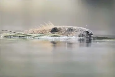  ??  ?? 0 A total of 21 beavers were released into Knapdale Forest in 2017-19 to bolster the population