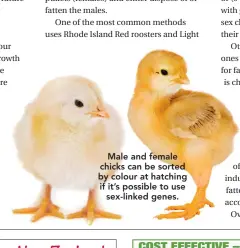  ??  ?? Male and female chicks can be sorted by colour at hatching if it’s possible to use sex-linked genes.