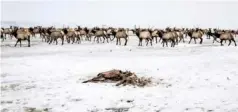  ?? RYAN DORGAN/JACKSON HOLE NEWS & GUIDE VIA AP ?? Last February, a group of elk moves past a dead elk on the National Elk Refuge in northwest Wyoming.