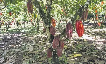  ??  ?? El cultivo del cacao se introdujo en Costa de Marfil en 1895.