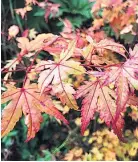  ??  ?? Acer Orange Dream changes colour