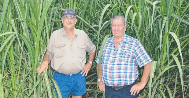  ?? Picture: JOHN ANDERSEN ?? UNLOCKING PROFITS: Ingham farmer Fred Gangemi and agricultur­al consultant Rod Karger.