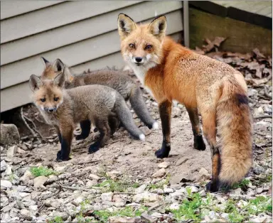  ?? COURTESY PHOTOS ?? The vixen stands guard over her young while the kits sprint around her.