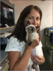  ?? PEG DEGRASSA — MEDIANEWS GROUP ?? Forgotten Cats Executive Director Felicia Cross holds up a Siamese cat that was brought into the Trainer clinic/ shelter after being trapped in Magnolia, Del.