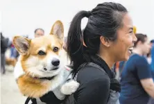  ??  ?? Leonardo de Corgio rides in style on the back of her human, Penny Morris, at the fifth annual gathering of corgis.