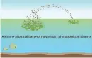  ?? (Multidisci­plinary Journal of Microbial Ecology) ?? A GRAPHIC showing how airborne bacteria can affect marine phytoplank­ton.