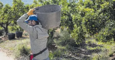  ?? ?? Un ‘collidor’, en plena jornada de trabajo en el inicio de esta campaña citrícola, en un huerto cercano a Vila-real.