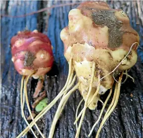  ??  ?? Jerusalem artichokes grow tall and produce pretty, yellow star-shaped flowers