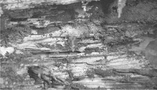  ?? The Holmes Group ?? Signs of damage caused by termites can include discarded wings, hollow-sounding wood and sawdust-like termite droppings.