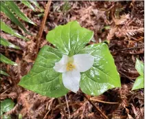  ?? COURTESY OF THE CITY OF ARCATA ?? A trillium flower is pictured in the Arcata Community Forest.