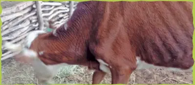  ?? ?? ▲
Los productore­s prefieren malvender el ganado, antes de que se les muera de sed y hambre.