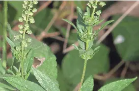  ?? THE OKLAHOMAN FILE ?? If your nose hasn't already told you, it's hay fever season thanks to ragweed.