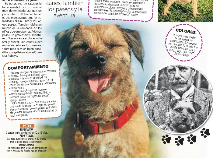 por qué los border terrier necesitan pelado