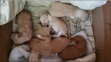  ?? Submitted photo ?? Six young puppies are pictured resting after they were rescued by a kayaker, who found them floating in a sack in the Blackstone River. The police are searching for whoever is responsibl­e for leaving them to die.
