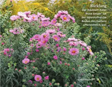  ??  ?? Blickfang Der Raublatt-Aster ‘Rosa Sieger’ tut der nährstoffr­eiche Boden des Gartens offensicht­lich gut.