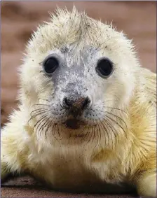  ??  ?? Baby seals must quickly learn to catch fish and become independen­t before their mothers abandon them.