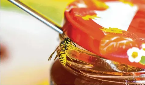  ??  ?? Nicht nur am Marmeladen­glas naschen Wespen gern, die sind auch heiß auf Deftiges. Foto: stock.adobe.com