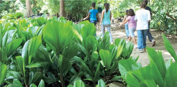  ??  ?? Las plantas del futuro crecerán más, pero sólo las que se asocien con las ecto o crezcan en áreas en las que la disponibil­idad de nitrógeno en el suelo es elevada, como por ejemplo en los trópicos.