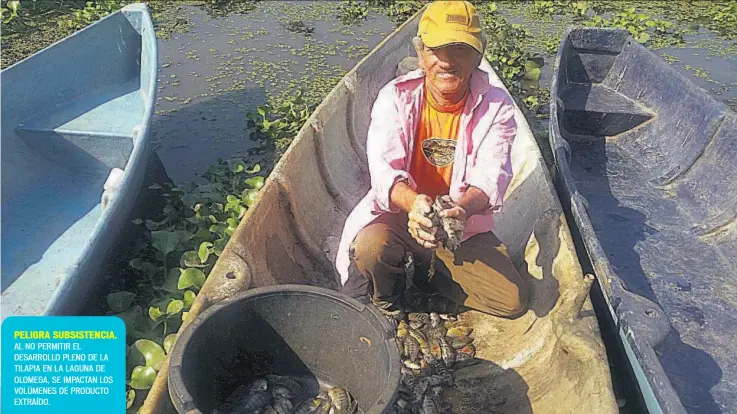  ??  ?? PELIGRA SUBSISTENC­IA. AL NO PERMITIR EL DESARROLLO PLENO DE LA TILAPIA EN LA LAGUNA DE OLOMEGA, SE IMPACTAN LOS VOLÚMENES DE PRODUCTO EXTRAÍDO.