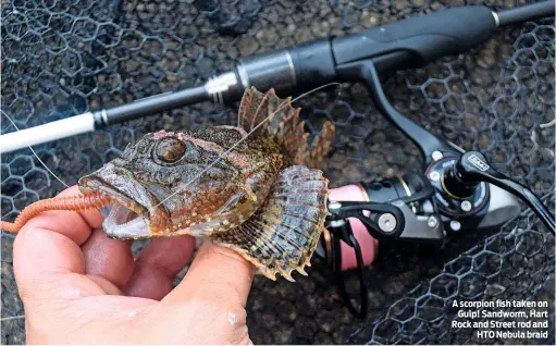  ??  ?? A scorpion fish taken on Gulp! Sandworm, Hart Rock and Street rod and HTO Nebula braid