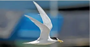  ?? SUPPLIED/DARREN MARKIN ?? Tara iti/New Zealand fairy tern are critically endangered.