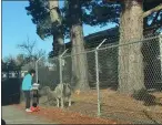  ?? THE TIMES-STANDARD ?? A passerby stops to share a treat with the sheep across from Sequoia Park Zoo on Sunday afternoon in the Eureka area.