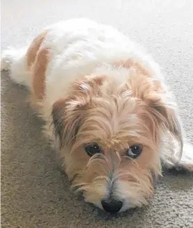  ?? Photo / Supplied ?? Maggie, a 12-year-old rough-coated Jack Russell Terrier, has been missing since Wednesday after being attacked by a larger dog at Pakowhai Park.