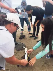  ?? Jennifer Mattei / Contribute­d photo ?? Sacred Heart University Professor Jo-Marie Kasinak, Project Limulus outreach coordinato­r, teaches student volunteers from New York University how to measure and tag horseshoe crabs at Short Beach in Stratford.
