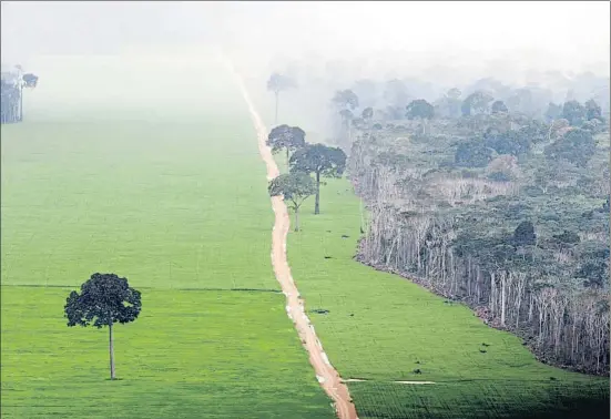  ?? . ?? El avance de la deforestac­ión para plantar soja es imparable, como demuestra esta foto