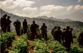  ?? DANIELE VOLPE/THE NEW YORK TIMES ?? Government security forces went on a mission to eradicate opium poppies near Ixchiguán, Guatemala, in March.