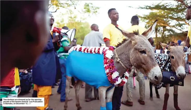  ?? AFP ?? Two donkeys are dressed up for the opening parade of the theatre festival ‘Les Praticable­s’ in Bamako, on December 16.