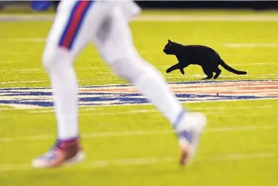  ?? BILL KOSTROUN/ASSOCIATED PRESS ?? A cat runs on the field during the second quarter of an NFL football game between the New York Giants and the Dallas Cowboys on Monday in East Rutherford, N.J.